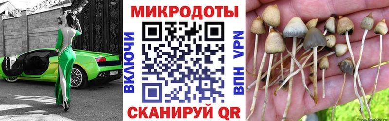 Купить где  Боготол  Псилоцибиновые грибы Psilocybine cubensis 